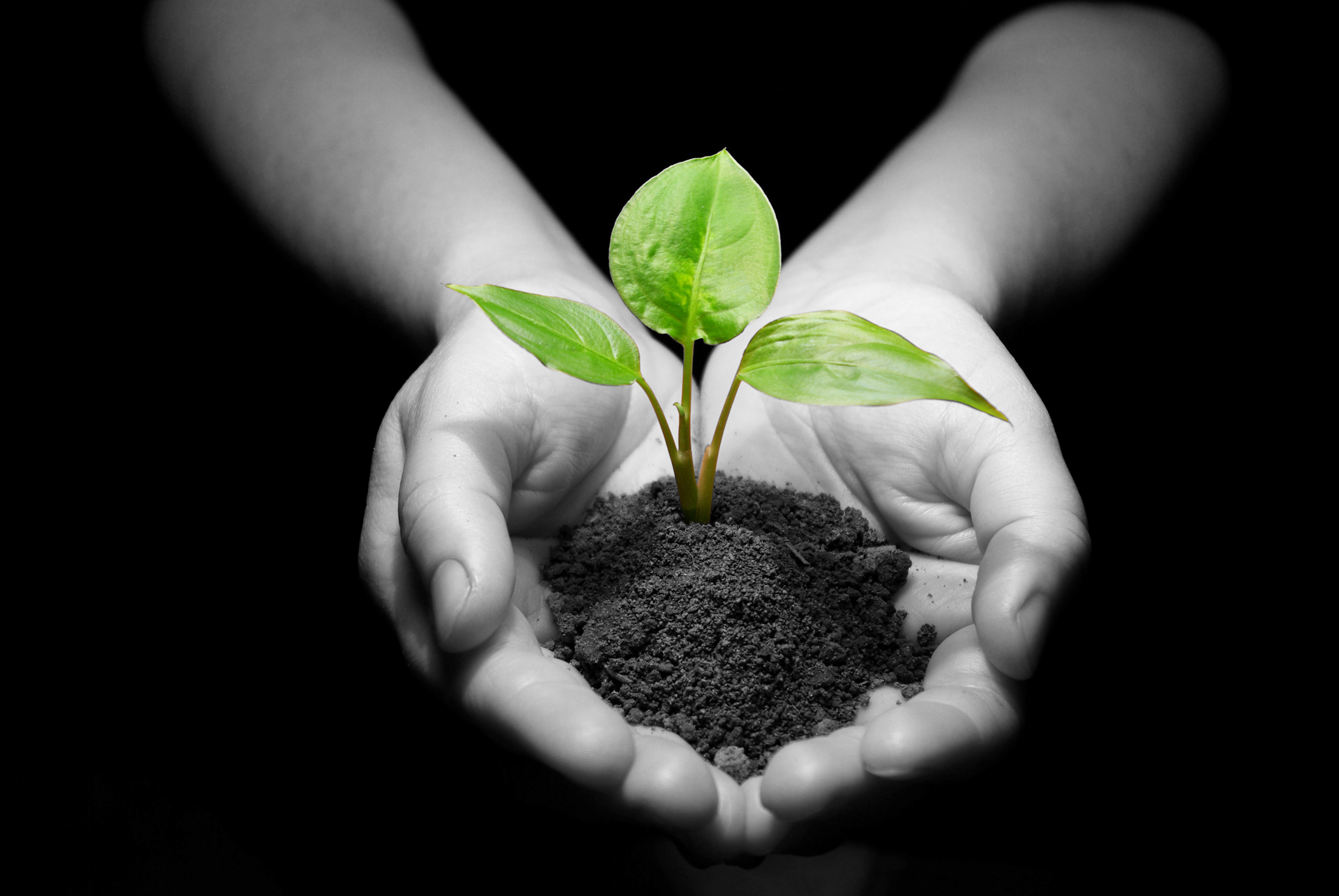 From seed to bottle